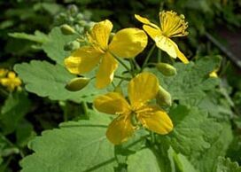 Celandine is the most effective plant for removing warts